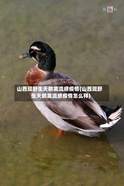 山西现野生天鹅禽流感疫情(山西现野生天鹅禽流感疫情怎么样)-第2张图片