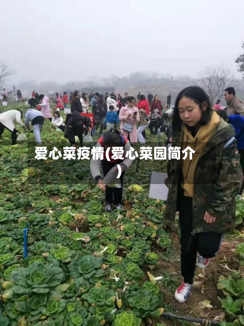 爱心菜疫情(爱心菜园简介)